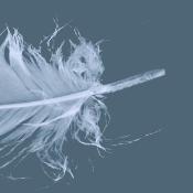 feather-unsplash-revised