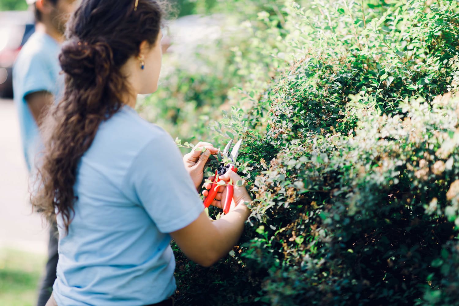 Wheaton College Landscape Operations pruning bushes on campus