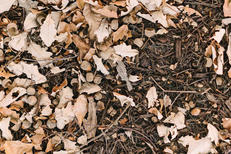 Wheaton College IL Campus Autumn Leaves and Acorns