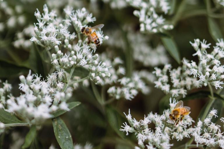 Bees pollinate the flowers on Wheaton College campus