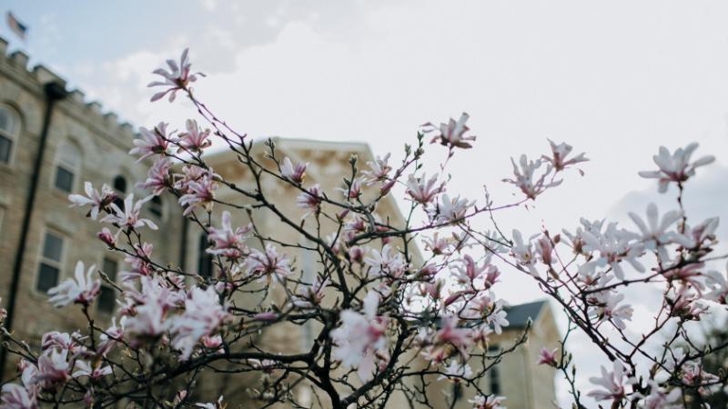 Campus flower tree